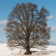 © tinmar.ch | Eiche bei Eichmatt, Schliern | A411_SzM_20090212_0003_v1