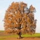 © tinmar.ch | Eiche bei Eichmatt, Schliern | A411_SzM_20091119_0001_v1