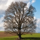 © tinmar.ch | Eiche bei Eichmatt, Schliern | A411_SzM_20100401_0010_v1