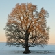 © tinmar.ch | Eiche bei Eichmatt, Schliern | A411_SzM_20101226_0009_v1