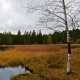 © tinmar.ch | Jura: Etang de la Gruère | L111_SzM_20101105_0070_v2