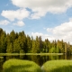 © tinmar.ch | Jura: Etang de la Gruère | L111_SzM_20110528_0082_v1