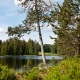 © tinmar.ch | Jura: Etang de la Gruère | L111_SzM_20110528_0095_v1