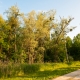 © tinmar.ch | Bäume an der Broye bei Salavaux | L114_SzM_20100524_0025_v1
