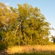 © tinmar.ch | Bäume an der Broye bei Salavaux | L114_SzM_20100524_0033_v1