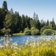 © tinmar.ch | Jura: Etang des Royes | L121_SzM_20120811_0022_v1