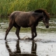 © tinmar.ch | Südfrankreich: Pferde in der Camargue | L130_SzM_20120824_0176_v1