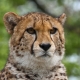 © tinmar.ch | Zoo Basel: Gepard | T201_SzM_20090419_0096_v1