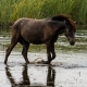 © tinmar.ch | Pferde in der Camargue | T201_SzM_20120824_0176_v1