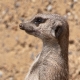 © tinmar.ch | Zoo Basel: Erdmännchen | T211_SzM_20090419_0023_v1