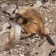 © tinmar.ch | Zoo Basel: Erdmännchen | T211_SzM_20090419_0065_v1