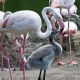 © tinmar.ch | Tierpark Dählhölzli, Bern: Flamingo | T213__SZM0408_bearbeitet_v2