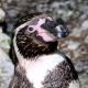 © tinmar.ch | Tierpark Dählhölzli, Bern: Pinguin | T213__SZM0499_bearbeitet_v2