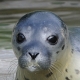 © tinmar.ch | Tierpark Dählhölzli, Bern: Seehund-Junges | T213__SZM0543_bearbeitet_v2