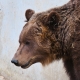 © tinmar.ch | Berner Bärenpark: Bärin Björk mit Jungen | T214_SzM_20100317_0025_v1