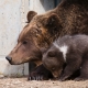 © tinmar.ch | Berner Bärenpark: Bärin Björk mit Jungen | T214_SzM_20100317_0034_v1