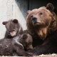 © tinmar.ch | Berner Bärenpark: Bärin Björk mit Jungen | T214_SzM_20100317_0044_v1