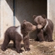 © tinmar.ch | Berner Bärenpark: Junge von Bärin Björk | T214_SzM_20100317_0075_v1