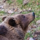 © tinmar.ch | Berner Bärenpark: Bärin Björk | T214_SzM_20100317_0223_v1