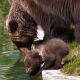 © tinmar.ch | Berner Bärenpark: Bärin Björk mit Jungen | T214_SzM_20100406_0048_v1