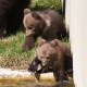 © tinmar.ch | Berner Bärenpark: Bärin Björk mit Jungen | T214_SzM_20100406_0073_v1