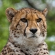 © tinmar.ch | Zoo Basel: Gepard | T215_SzM_20090419_0096_v1