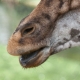© tinmar.ch | Zoo Basel: Massai-Giraffe | T215_SzM_20090419_0124_v1