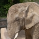 © tinmar.ch | Zoo Basel: Elefant | T215_SzM_20090419_0126_v1