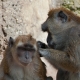 © tinmar.ch | Zoo Basel: Javaneraffe | T215_SzM_20090419_0159_v1