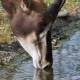 © tinmar.ch | Zoo Basel: Rappenantilope | T215_SzM_20090419_0209_v1
