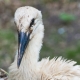 © tinmar.ch | Zoo Basel: Storch | T215_SzM_20090623_0021_v1