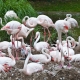 © tinmar.ch | Zoo Basel: Flamingo | T215_SzM_20090623_0034_v2
