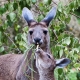 © tinmar.ch | Zoo Basel: Känguru | T215_SzM_20090623_0066_v1