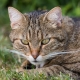 © tinmar.ch | Kater Momo | T218_SzM_20140608_0098_v1