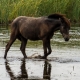 © tinmar.ch | Pferde in der Camargue | T219_SzM_20120824_0176_v1