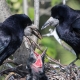 © tinmar.ch | Saatkrähen (Corvus frugilegus) | T221_SzM_20170414_0081_v1